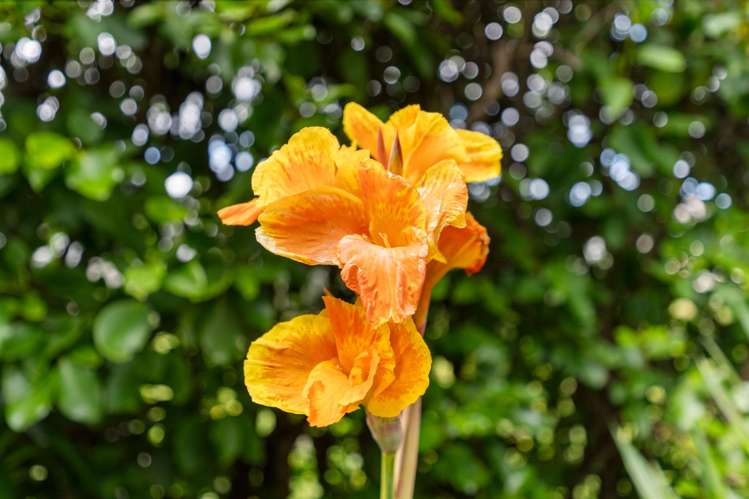 56 Walters Road Mount Wellington_42