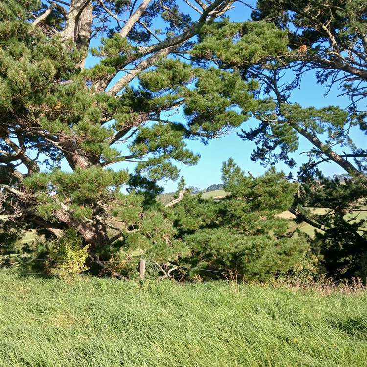 88 Rapson Road Waitoki_13