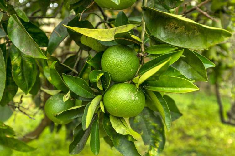 7 Ellesmere Crescent Pakuranga Heights_21