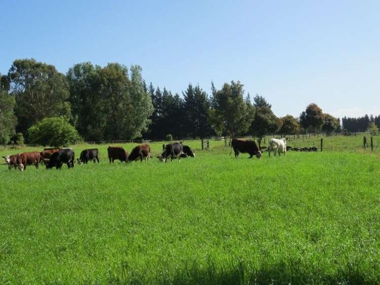 111 Tarr Road Ohaupo_30