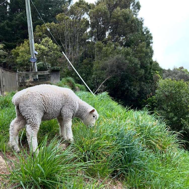 1/1342B Akatarawa Road_2