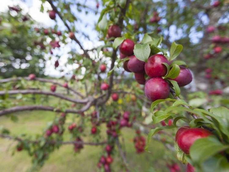 53 Otaki Gorge Road Otaki_20