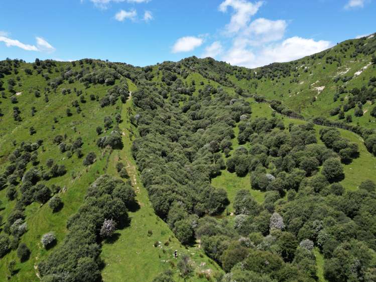 Trussells Track, Tawata Road Taumarunui_7