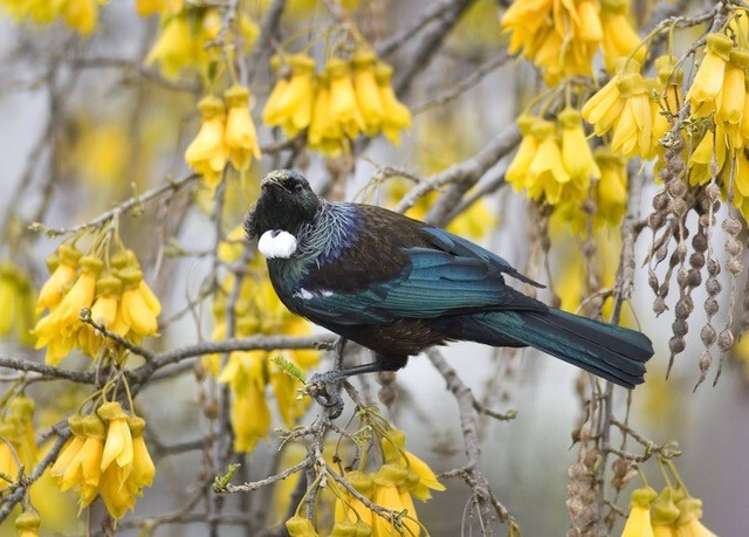 77 Oranga Avenue Onehunga_22