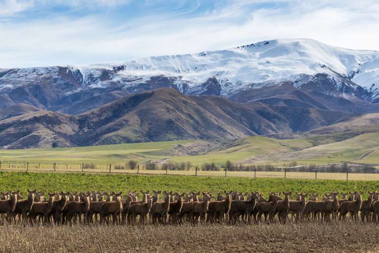 347 Butlers Road Fairlie_29