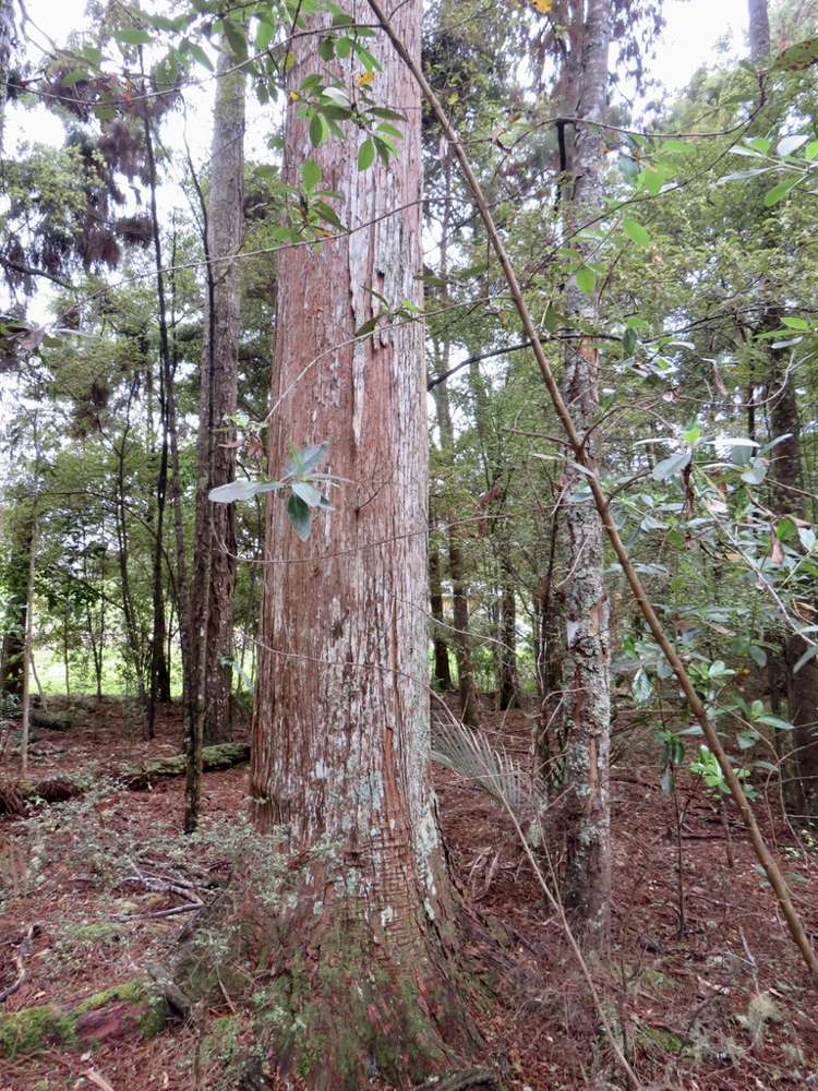 504b Wairere Road Maungaturoto_9