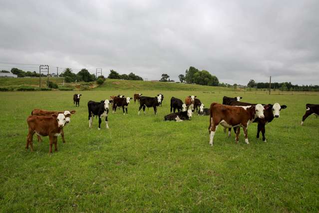 97 Stafford Street Shannon_1