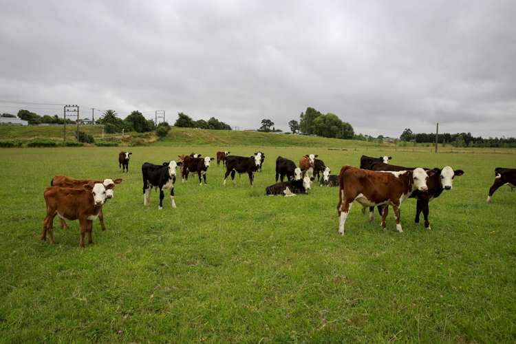 97 Stafford Street Shannon_1