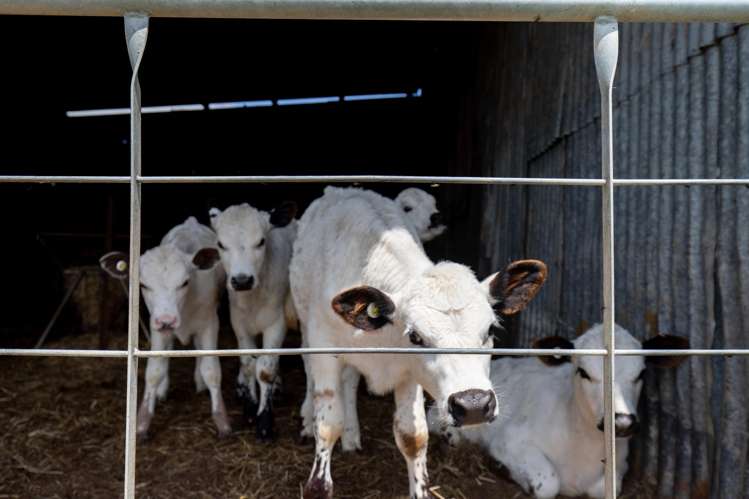 565 Hauraki Road Turua_15