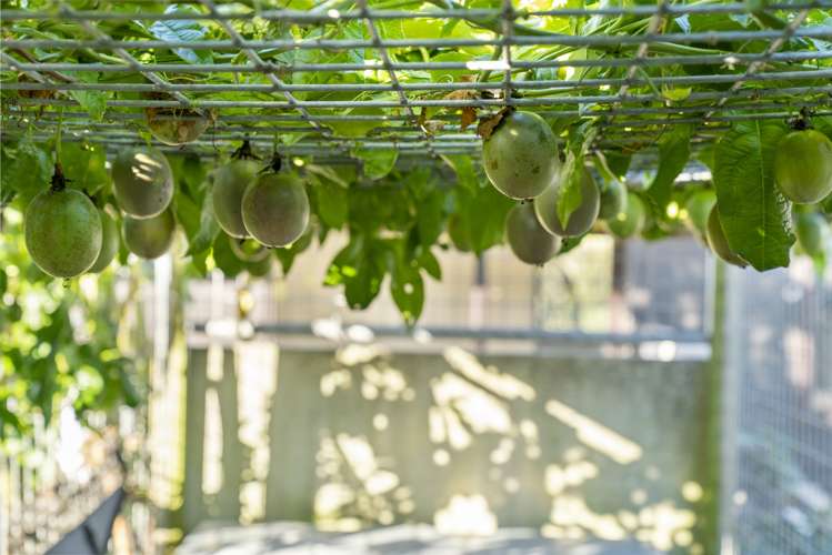 16 Ranginui Road Welcome Bay_17