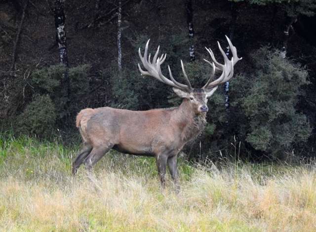 Alford Forest Settlement Road Mount Somers_4