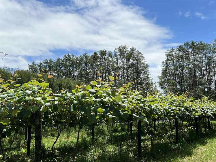 123 Wiroa Road Kerikeri_5