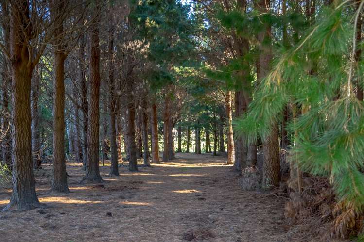 351 Upper Waingawa Road Kaituna_1