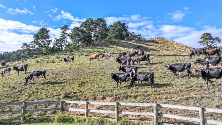 183b Thorp Road Paeroa_15