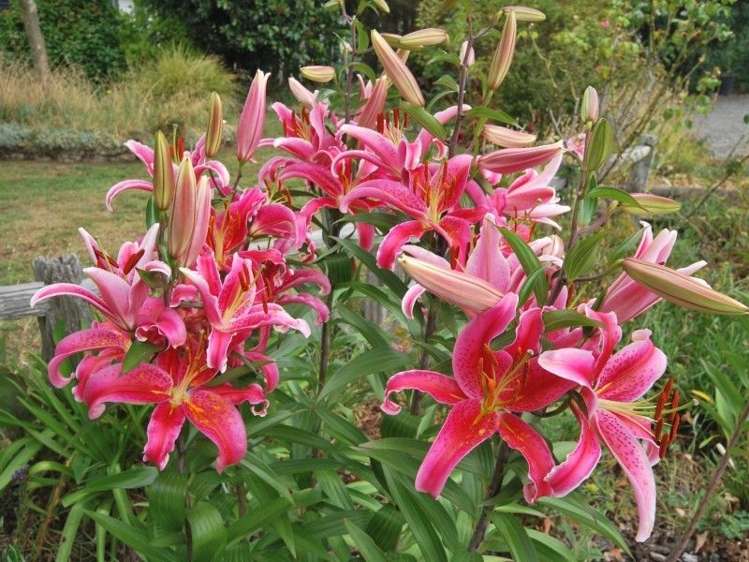 214 West Street Greytown_17