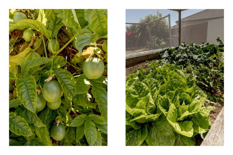 2 Koro Mews Papamoa_25