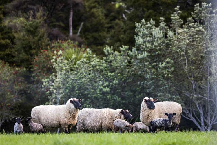 497a Whitmore Road Tawharanui Peninsula_32