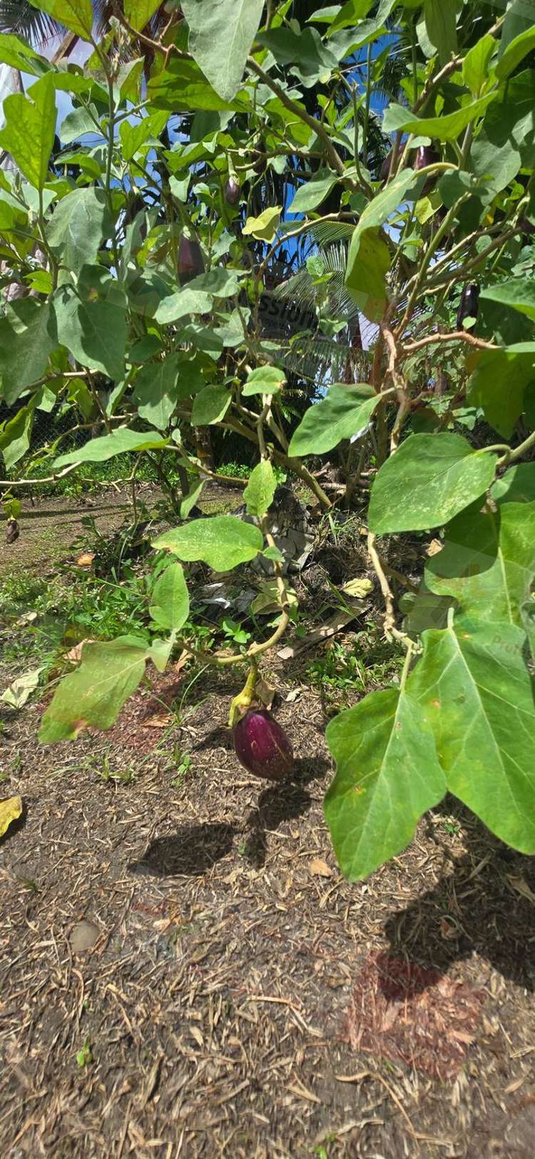 Address withheld Pacific Harbour_17