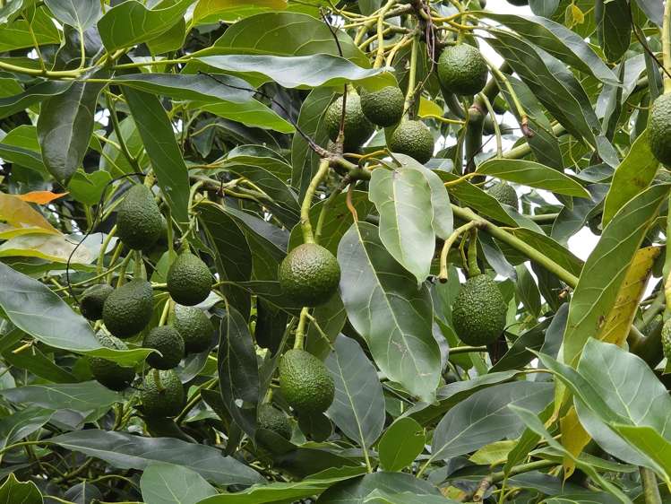 232C Williams Road North Pyes Pa_23