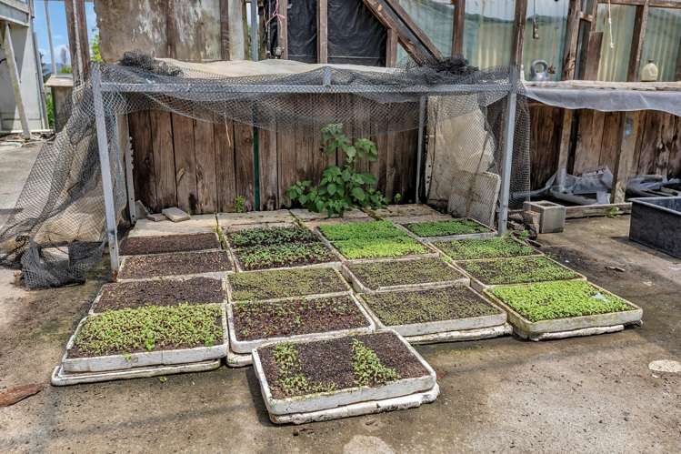 410A Whatitiri Road Poroti_17