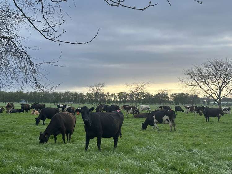 520 Lake Road Horsham Downs_9