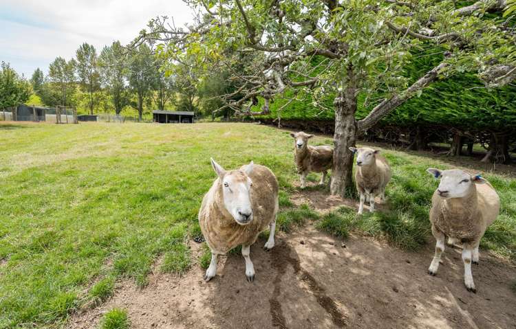 398 Mount Heslington Road Brightwater_17