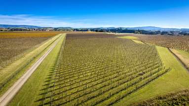 Colefield Vineyard, Aorangi Road_1