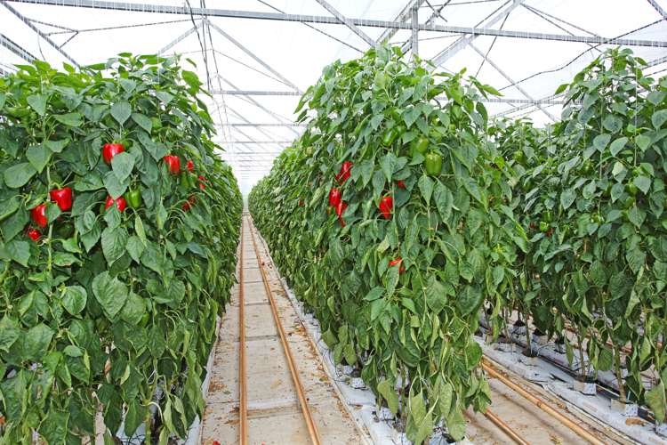 83 Appleby Road Drury_8