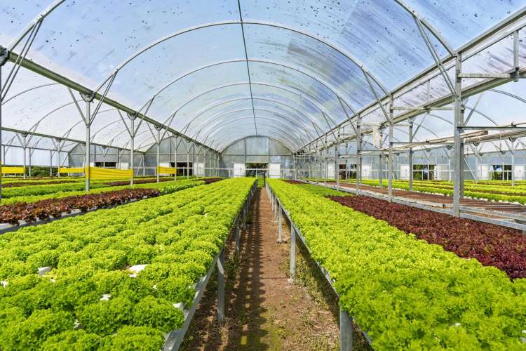 16 Lupton Street Waverley_9