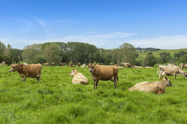 1371 Waihue Road Dargaville Surrounds_4