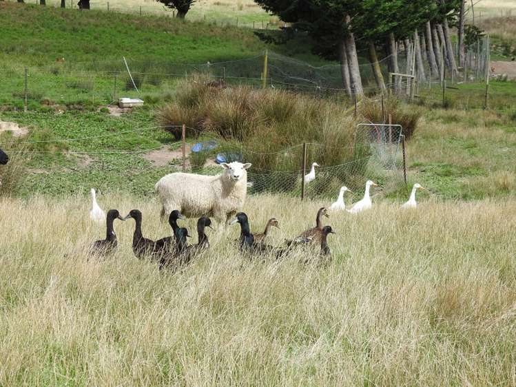 38 Slippery Road Tapawera_6