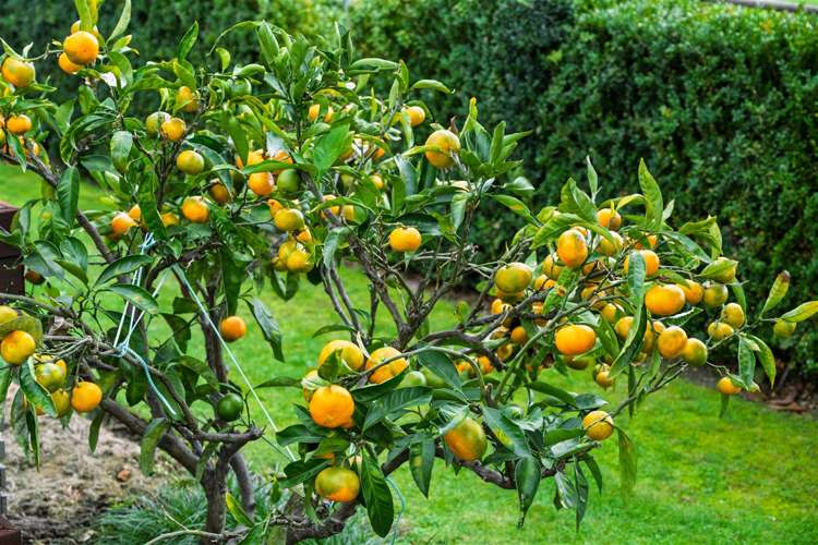 267 Songer Street Stoke_7