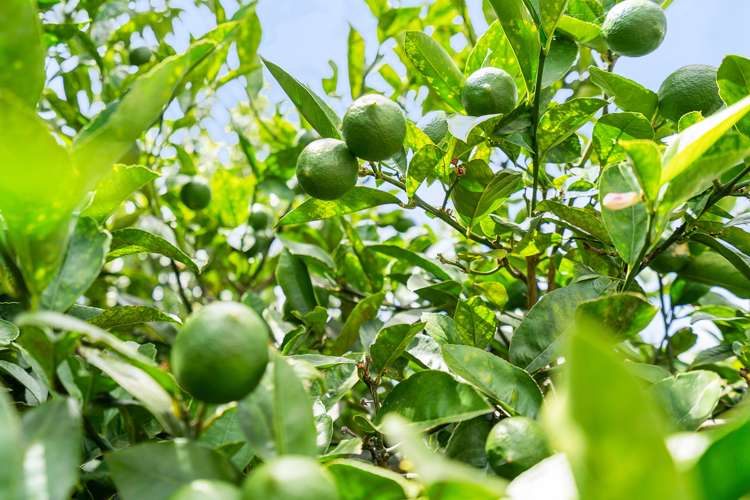 12 Ringer Avenue Matapouri_19