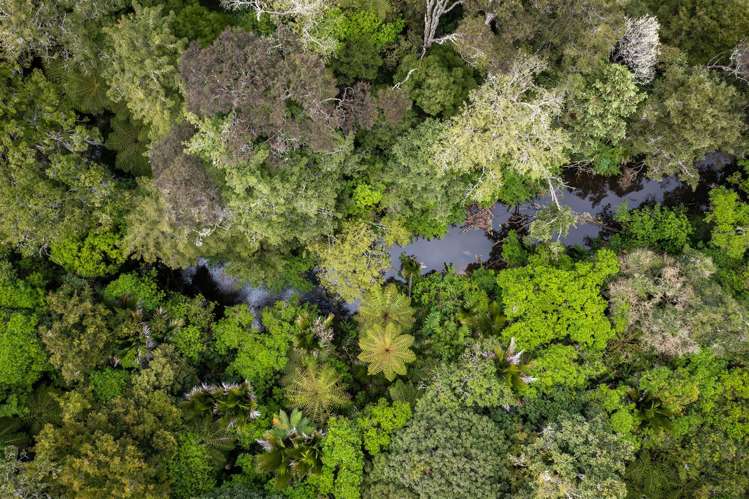 109 Blackbridge Road Dairy Flat_15