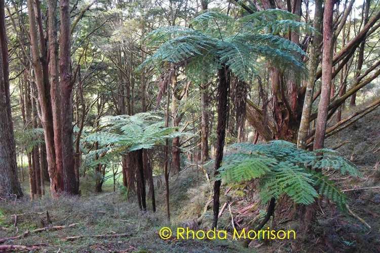 280 Central Road Mareretu_55