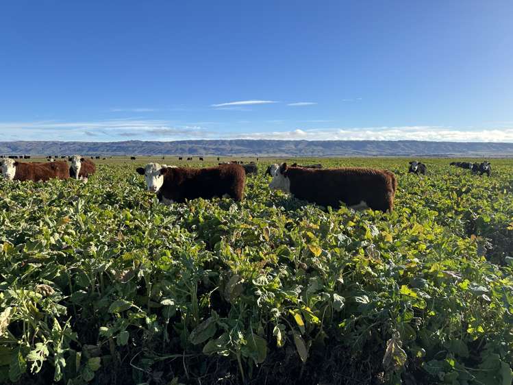 1586 Maniototo Road Patearoa_12