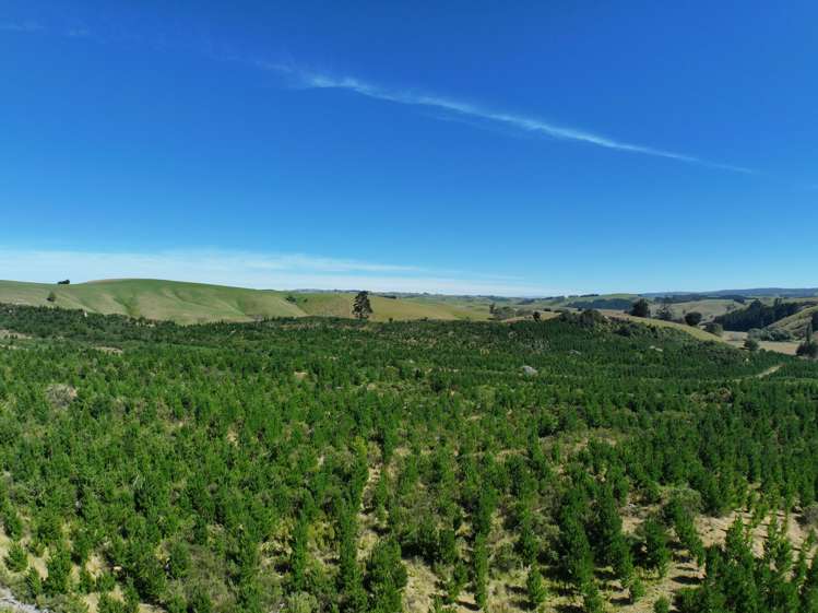 Waitahuna Gully Road Waitahuna Gully_16