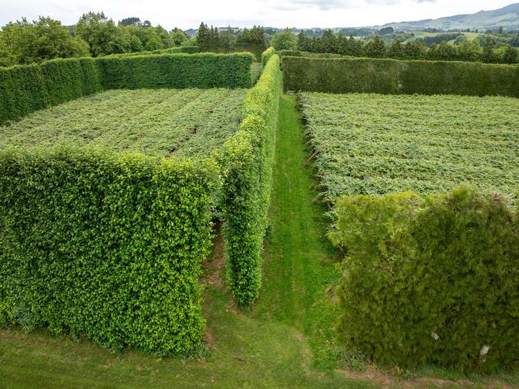 19E Amber Lane Karapiro_6