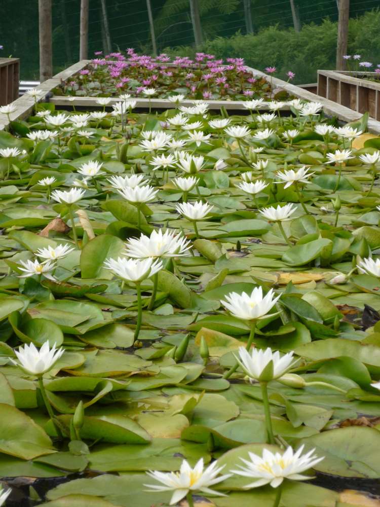 Glenbogal Aquatic Katikati_6