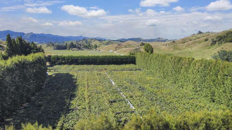 443C State Highway 2 Opotiki_18
