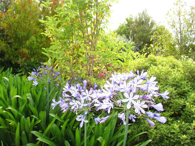 77 Ribbonwood Road Geraldine_8