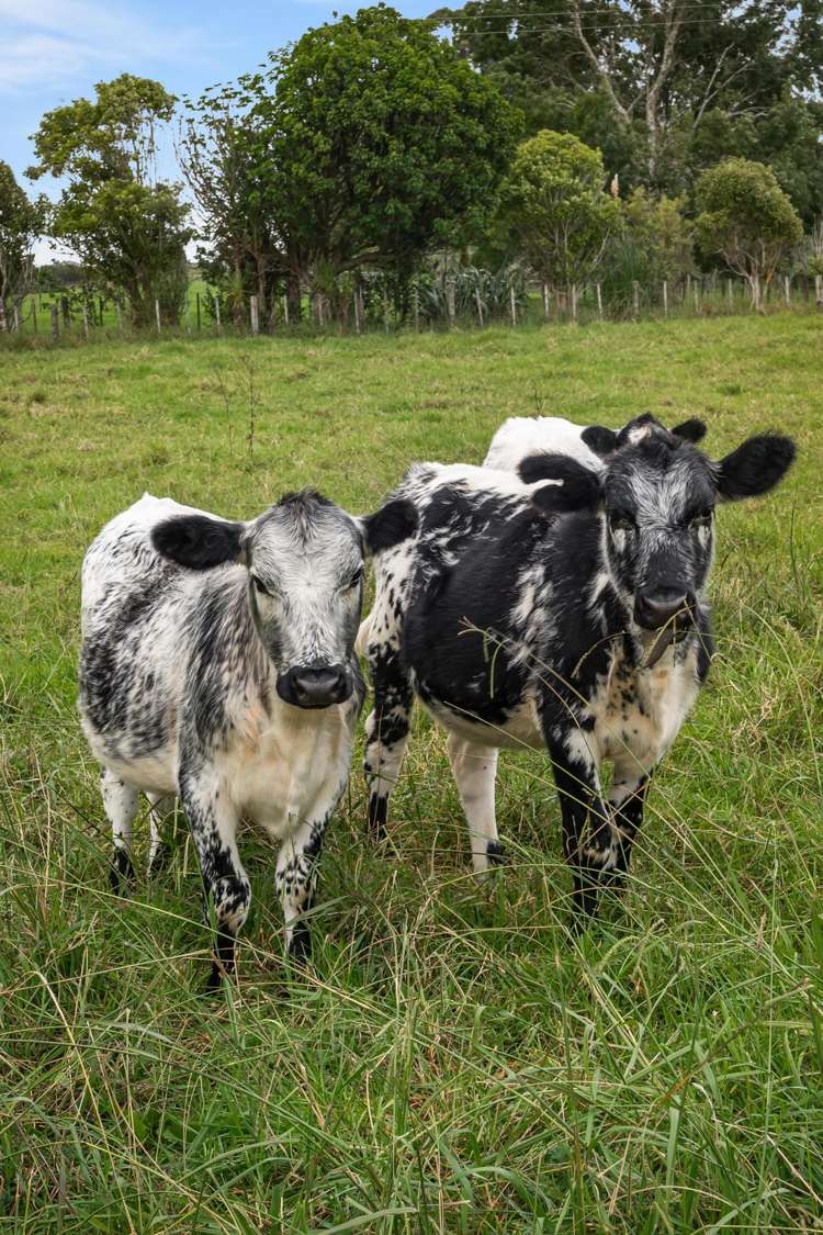 37 Lloyd Road Riverhead_23