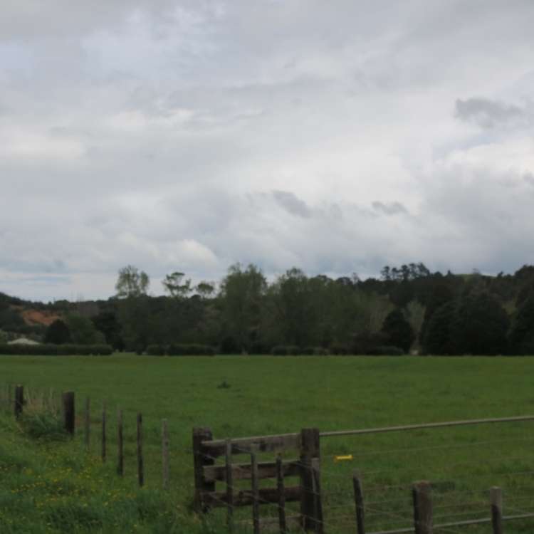 Colville Road Dargaville_1