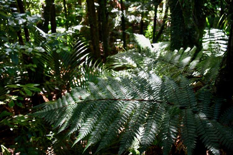 21 Horncastle Crescent Kahurangi National Park_8