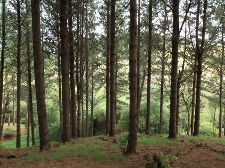 4349 Highway Pepepe_12