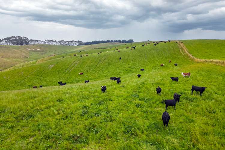 107a Horse Gully Road Waitaki_5