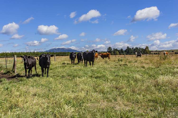 1003 Marshmans Road Balcairn_17