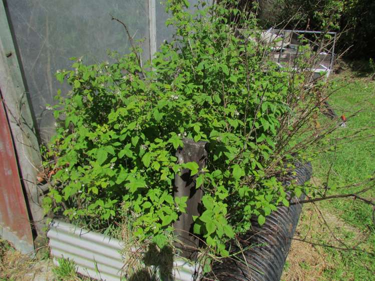 1712 State Highway 7 Moana / Lake Brunner_45