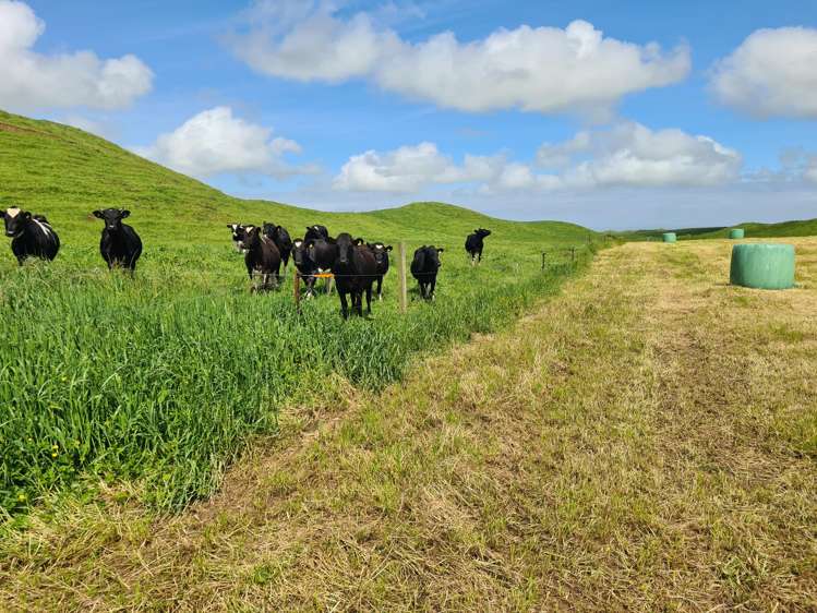 0n Parihaka Road Pungarehu_2