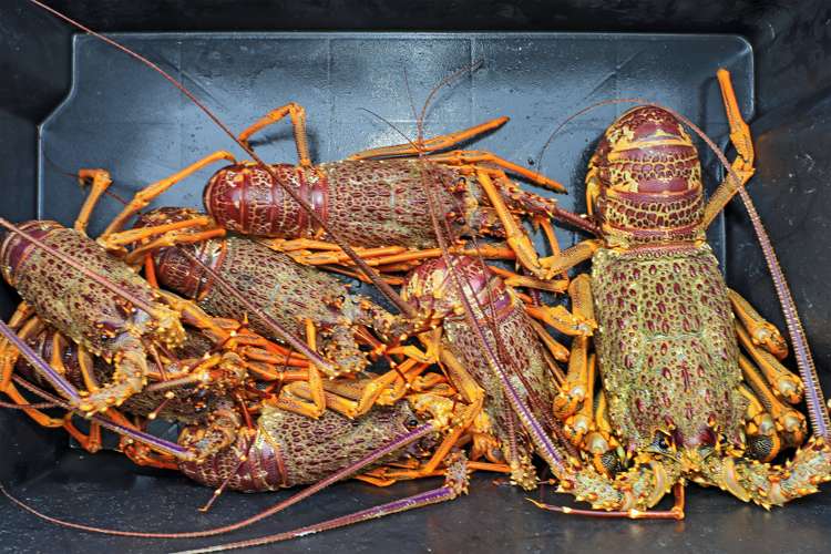 62 Gillies Crescent Waimarama_5